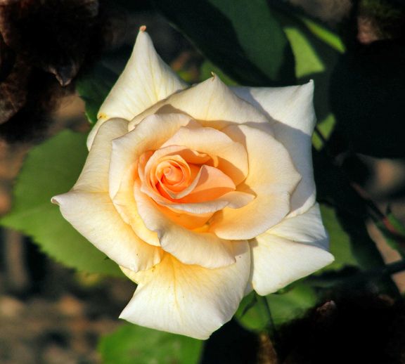 Winter Sunset photo ws2013_09030033_zpsa06e1e51.jpg